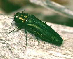 emerald ash borer