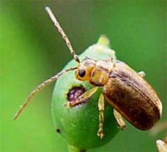 viburnum leaf beetle
