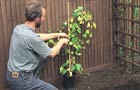 Preparing the ivy plant