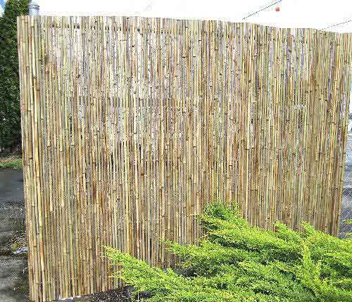 Green Bamboo Fence